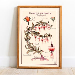 Affiche illustrée Canopéum-suspendeum